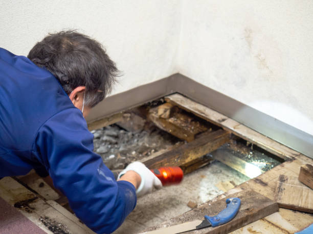 Navy, VA Mold Removal Pros
