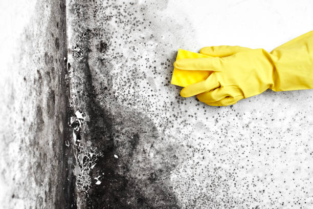Reliable Navy, VA Mold Remediation Solutions