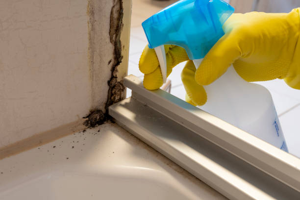 Best Residential Mold Remediation in Navy, VA