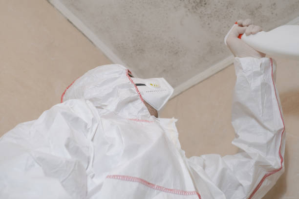 Best Commercial Mold Remediation in Navy, VA