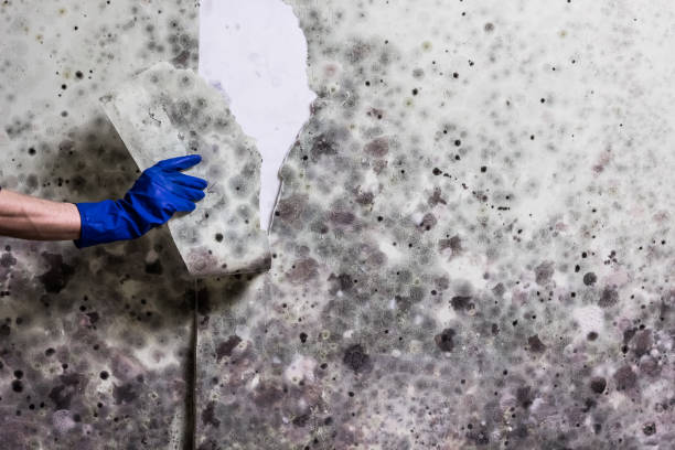 Best Bathroom Mold Remediation in Navy, VA