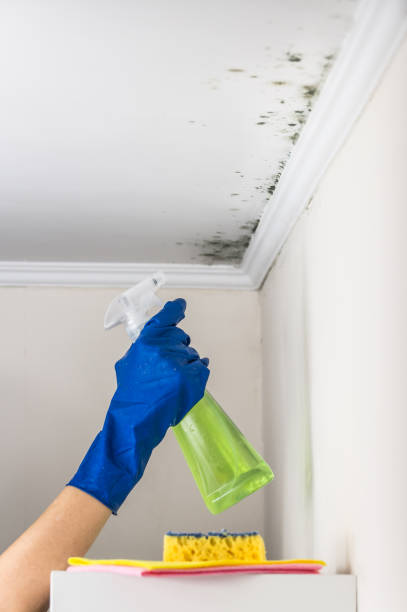 Best Health and Safety Mold Remediation in Navy, VA