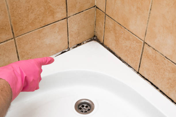 Best Mold Testing and Inspection Services in Navy, VA